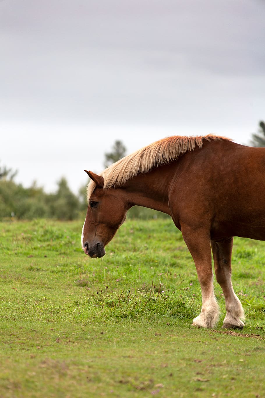 horse, animal, countryside, equine, farm, field, grass, outdoors, rural, nature