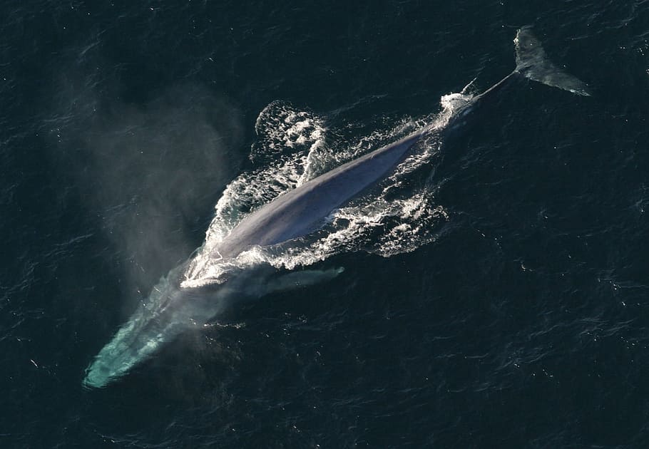 gris, cuerpo, agua, ballena, durante el día, ballena azul, océano, mamífero, animal marino, la familia balaenopteridae
