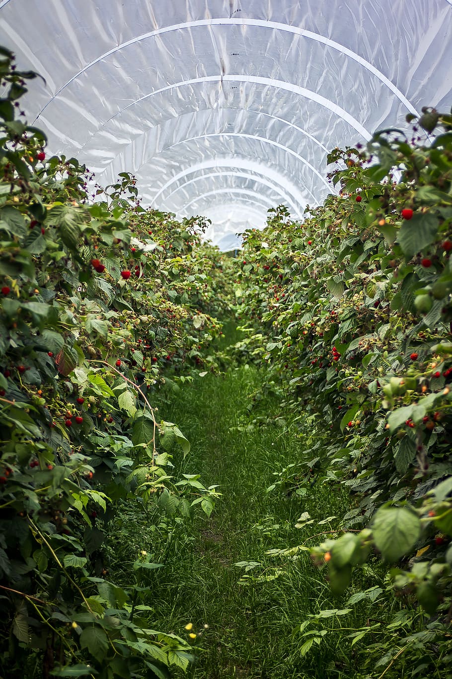 raspberries, raspberry field, plant, cultivation, bio, nature, plantation, harvest, food, green