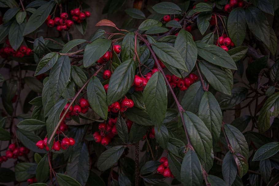 plant, leaves, nature, cherries, fruits, food, red, healthy, plant part, leaf