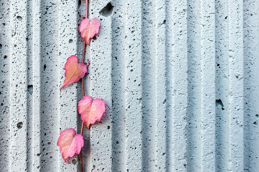 four, pink, leaves, pavement, white, wall, leaf, vine, plant, metal