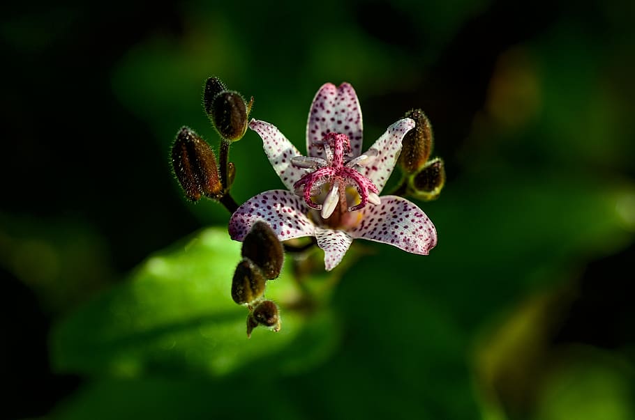 tricyrtis hirta, flower, points, purple, white, raindrop, garden, color, petals, flowering plant