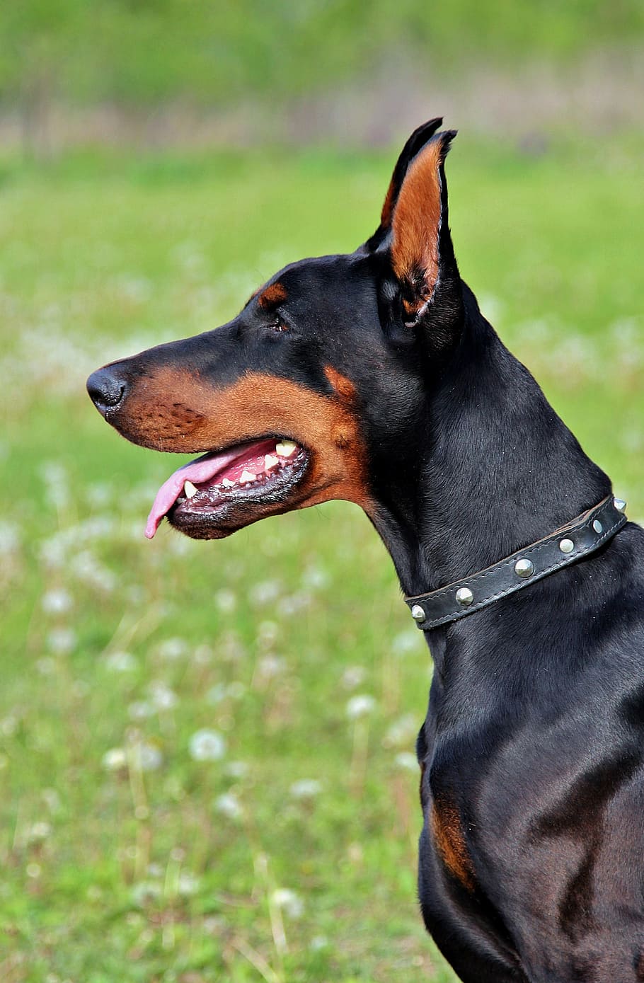 doberman, looking, direction, dog, head, beauty, portrait, canine, one animal, animal themes