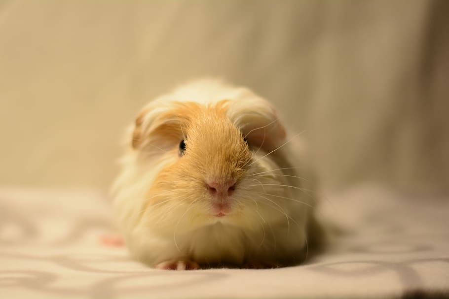 Guinea Pig, Cavy, Cute, Pet, Rodent, one animal, animal themes, indoors, hamster, pets