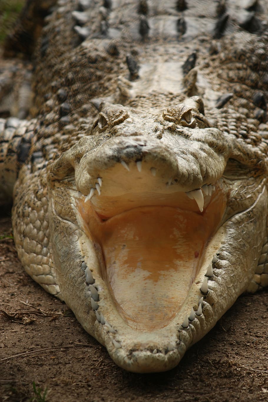 crocodile, teeth, australia, reptile, animal, wildlife, predator, wild, mouth, skin