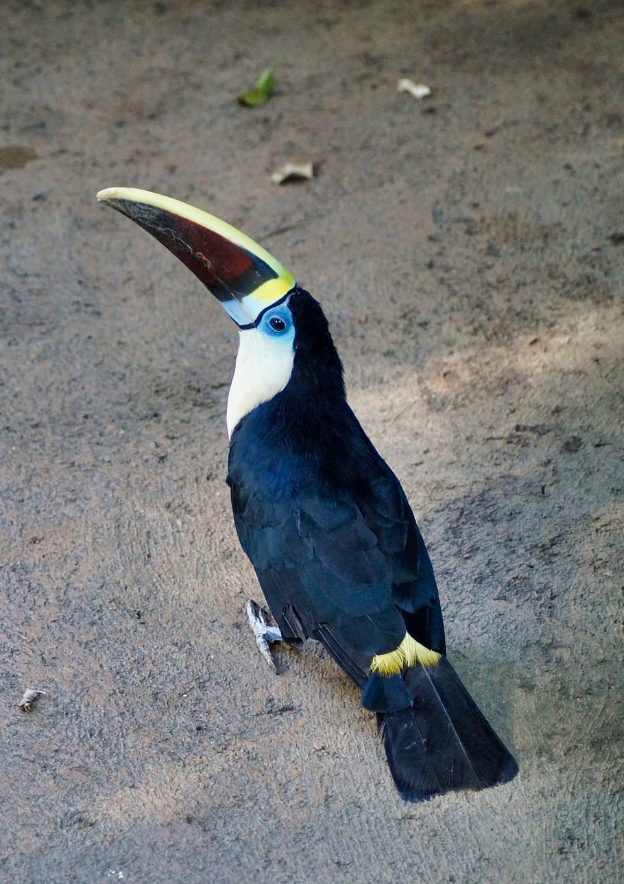 blue toucan