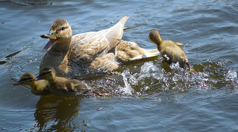 duck, ducklings, body, water, mallard, boy, chicken, duck bird, water bird, aquatic animals