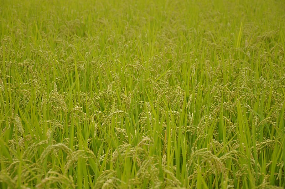 campos de arroz de yamada, arroz, usd, japón, fondo, agricultura, campo, color verde, crecimiento, planta