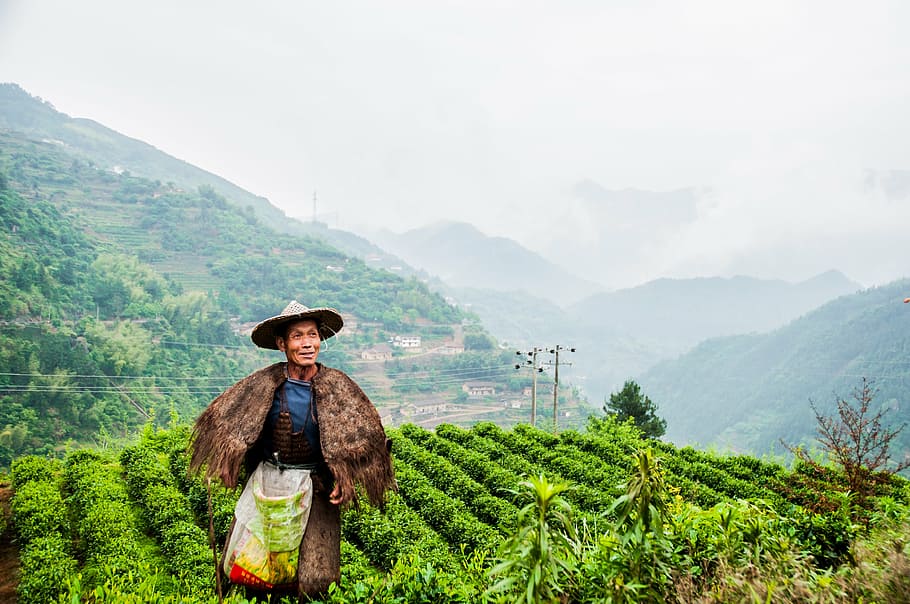 man, stands, mountain, tea garden, tea grower, picking, may, agriculture, nature, tea Crop