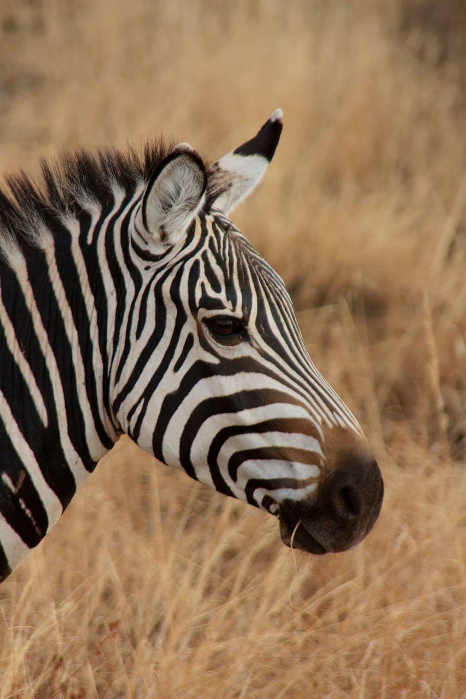 closeup, photography, Zebra, animal, family, wild, mammal, safari, africa, trip