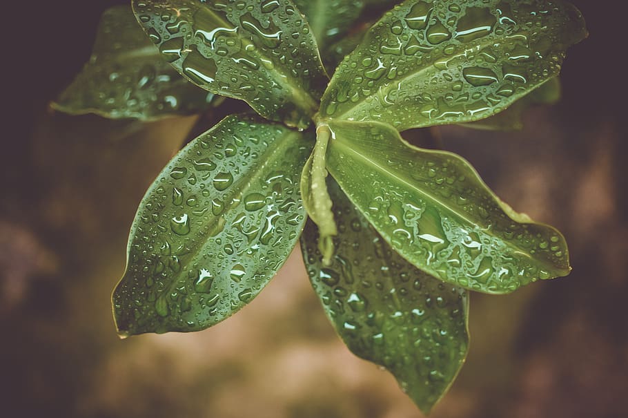 verde, plantas, hojas, naturaleza, mojado, lloviendo, al aire libre, agua, soltar, hoja