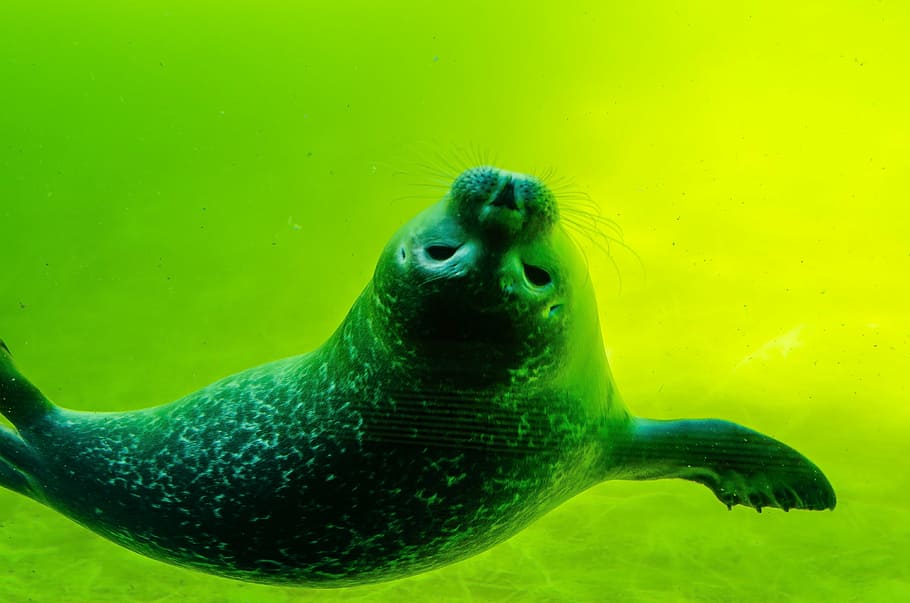 crawl, seal, north sea, white robbe, seal baby, swim, water, sea, sea lion, water creature