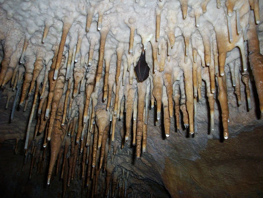 black, bat, inside, cave, stalactites, hibernated bat, caves, cavern, underground, rock