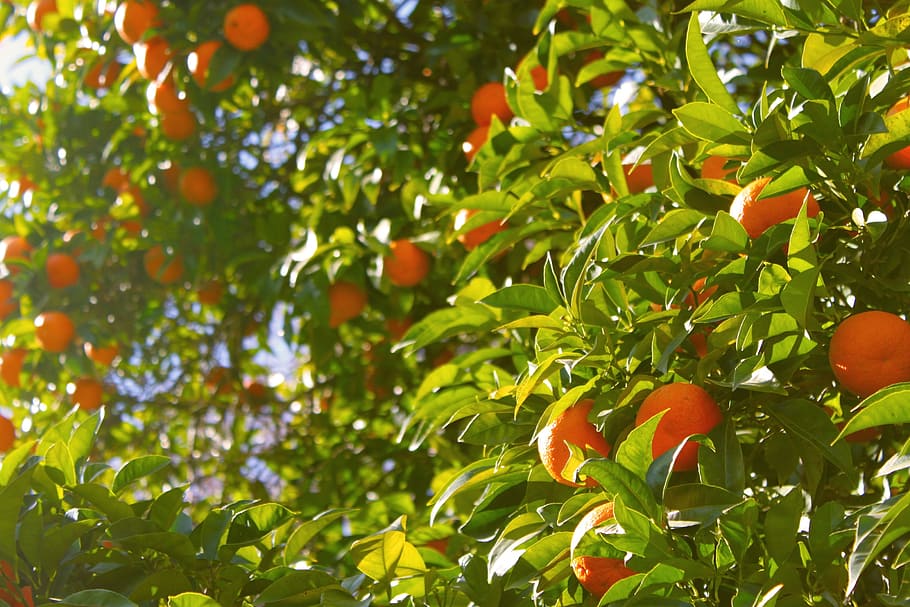 kumquat fruits, orange tree, oranges, tree, fruit, citrus, food, harvest, green, juice