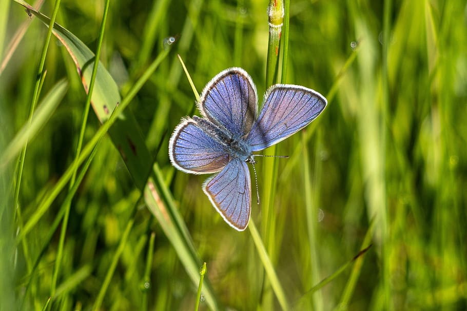 butterfly, common blue, insect, nature, butterflies, close up, meadow, plant, beauty in nature, animal wildlife