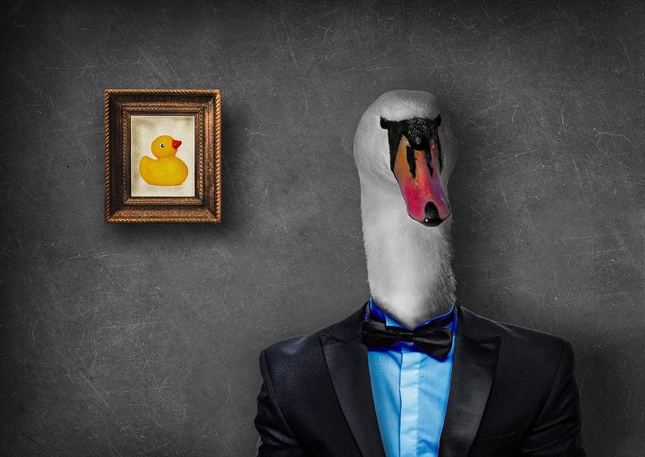 mr, swan, duck, suit, photoshop, photomanipulation, portrait, funny, serious, manipulation