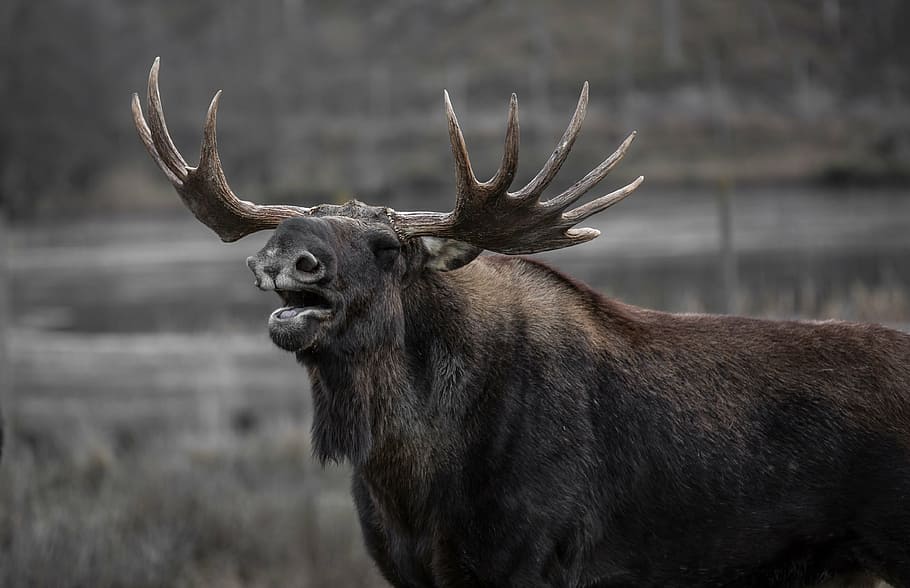 gray, moose, daytime, bull elk, yawns, horned, animal, wildlife, nature, antler