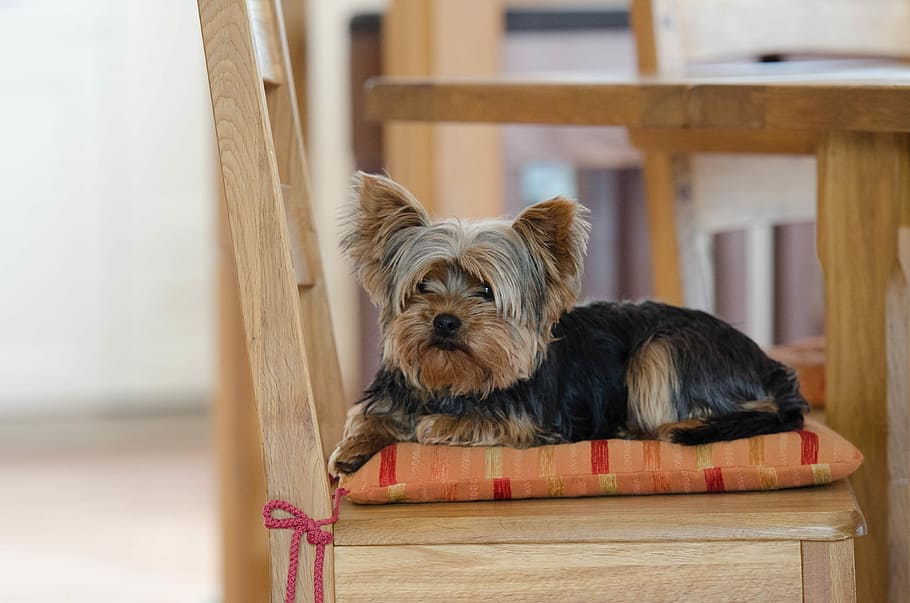 black, tan, yorkshire terrier puppy, armless chair, Yorkie, Yorkshire Terrier, Cute, Dog, pets, one animal