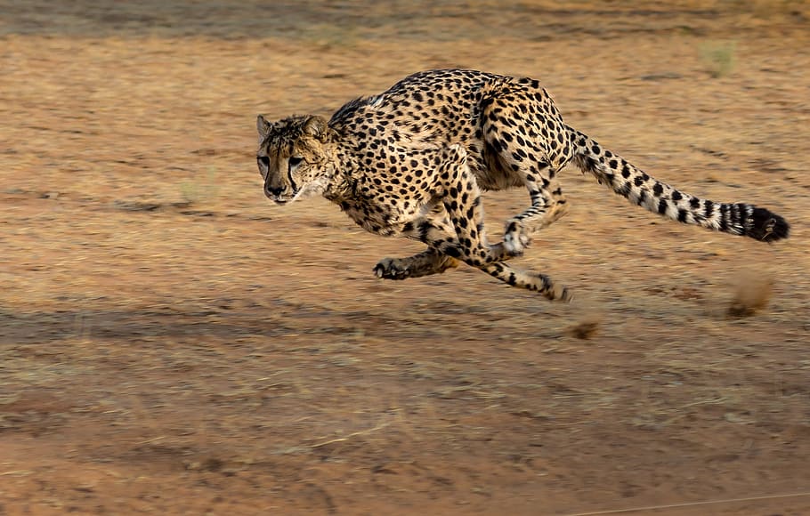 guepardo, áfrica, namibia, gato, correr, cazar, gato grande, felino, animal, temas de animales