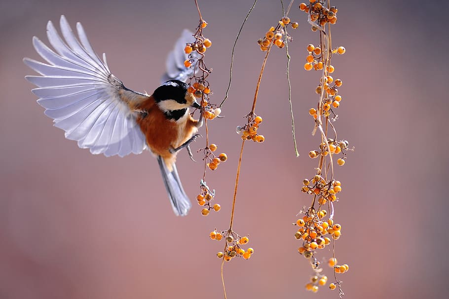 foto, colibrí, durante el día, nuevo, ala, emergencia, en este momento, pájaros, naturaleza, parque