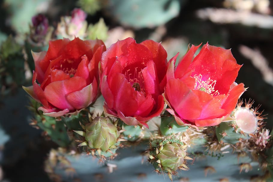 tuna, flores, rojo-naranja, cactus, desierto, arizona, suroeste, primavera, brotes, abril