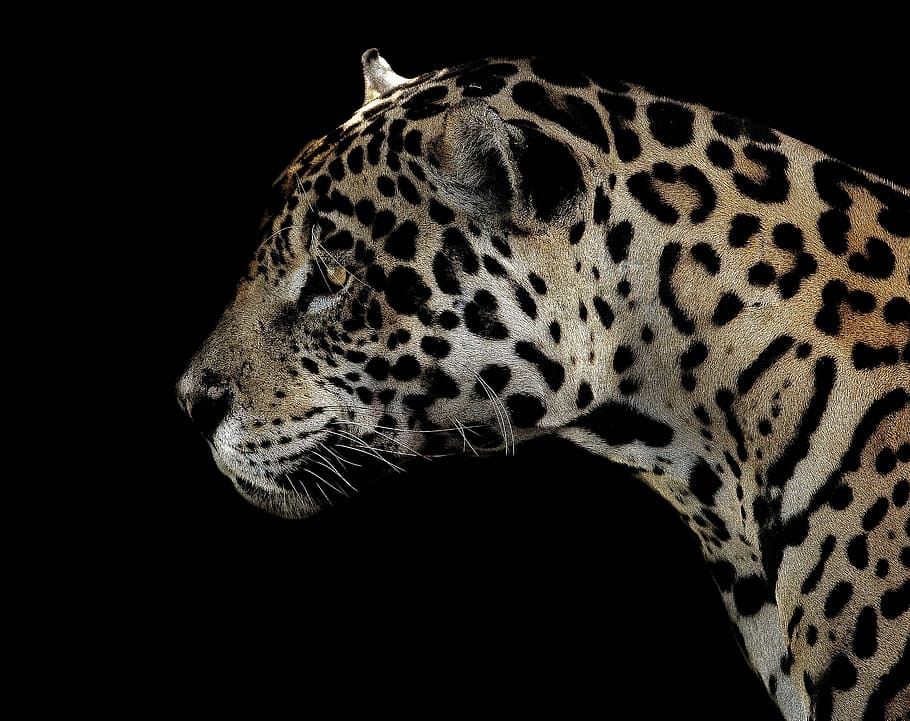 leopardo, primer plano, fotografía, jaguar, manchado, ojos, cerrar, gato, animal, vida silvestre