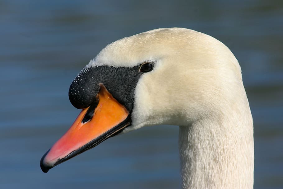 swan, mute swan, water bird, bird, cygnus olor, cygnus, nature, animal, wildlife, beak