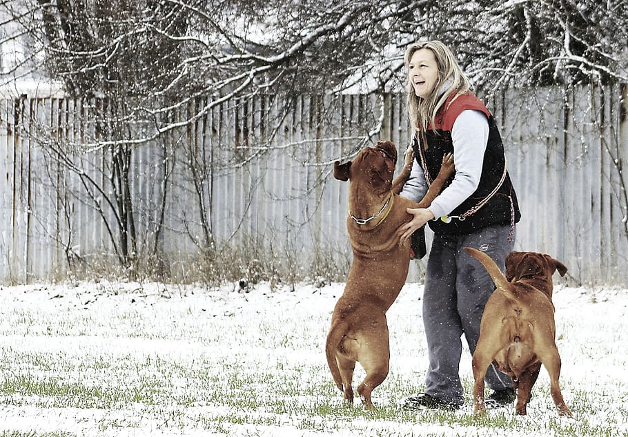 salju, anjing, bordeaux, Dogue, putih, mastiff, musim dingin, lucu, kesenangan, anak anjing