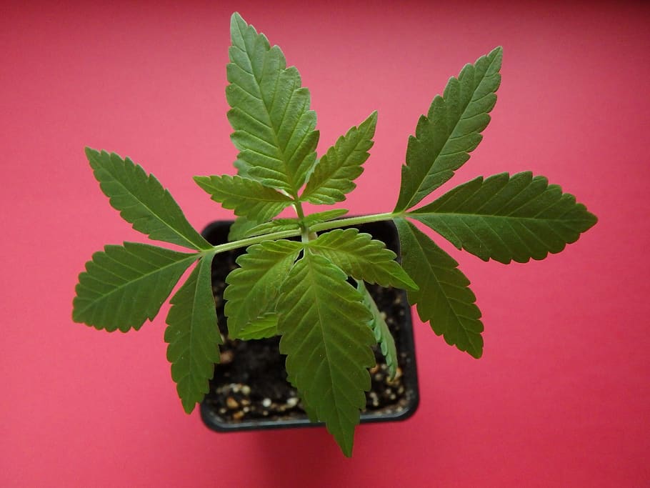 cannabis, plántulas, flora, marihuana, horticultura, verde, planta, hoja, parte de la planta, fondo de color