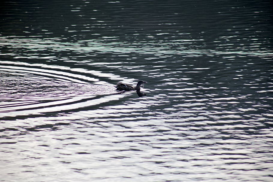 gray, duck, body, water, day time, body of water, day, time, birds, black