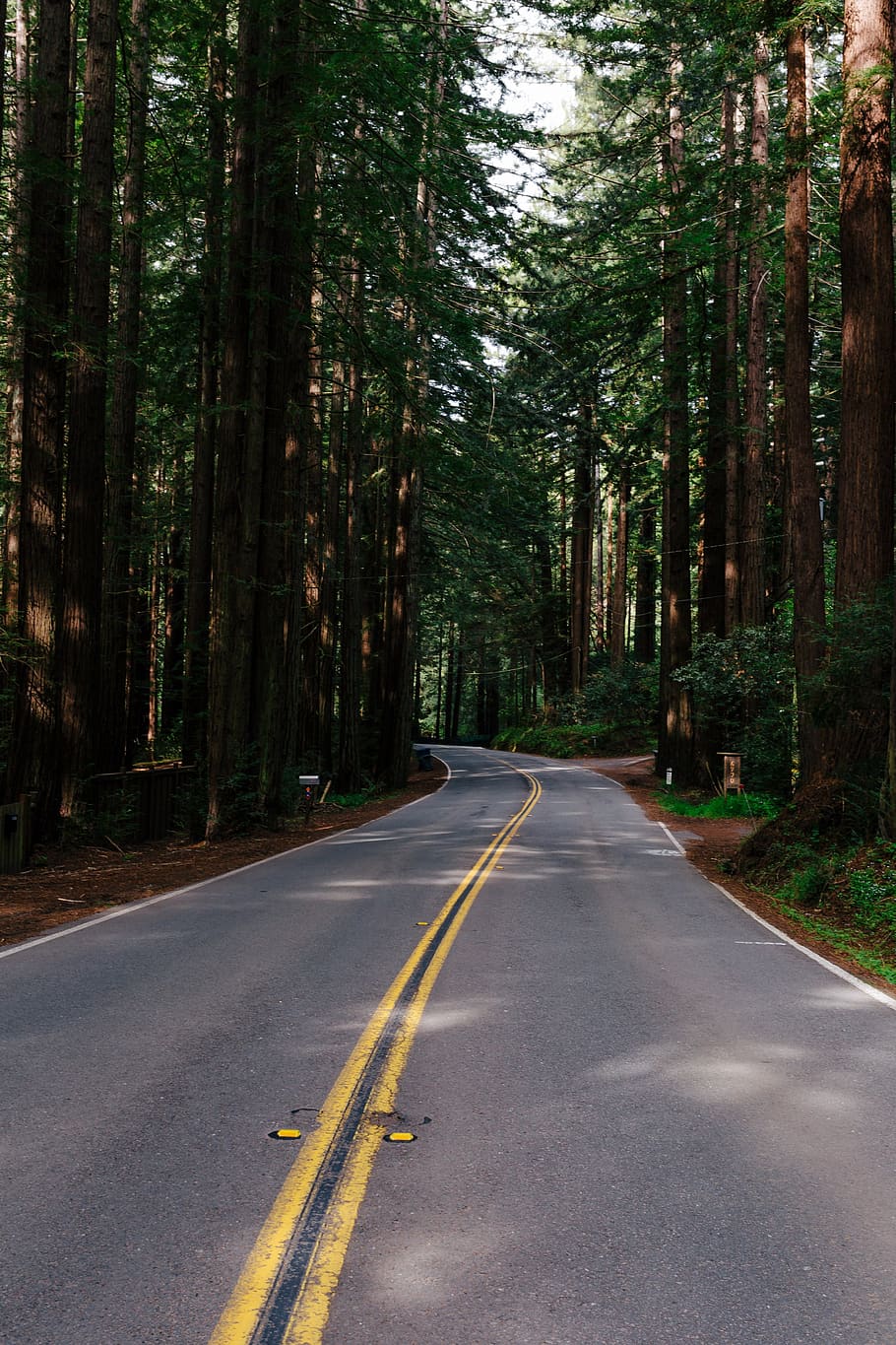 forest, road, travel, trees, nature, outdoors, pavement, tall, journey, adventure