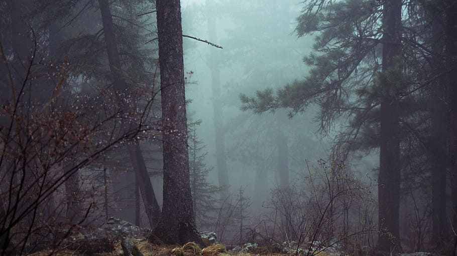 green, leafed, trees, fog, forest, mystic, misty, atmospheric, scary, dark