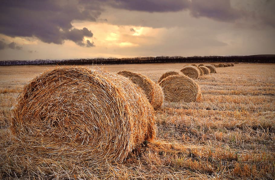 brown hay lot, parcel, field, landscape, sunset, autumn, harvest, agriculture, hay, bale