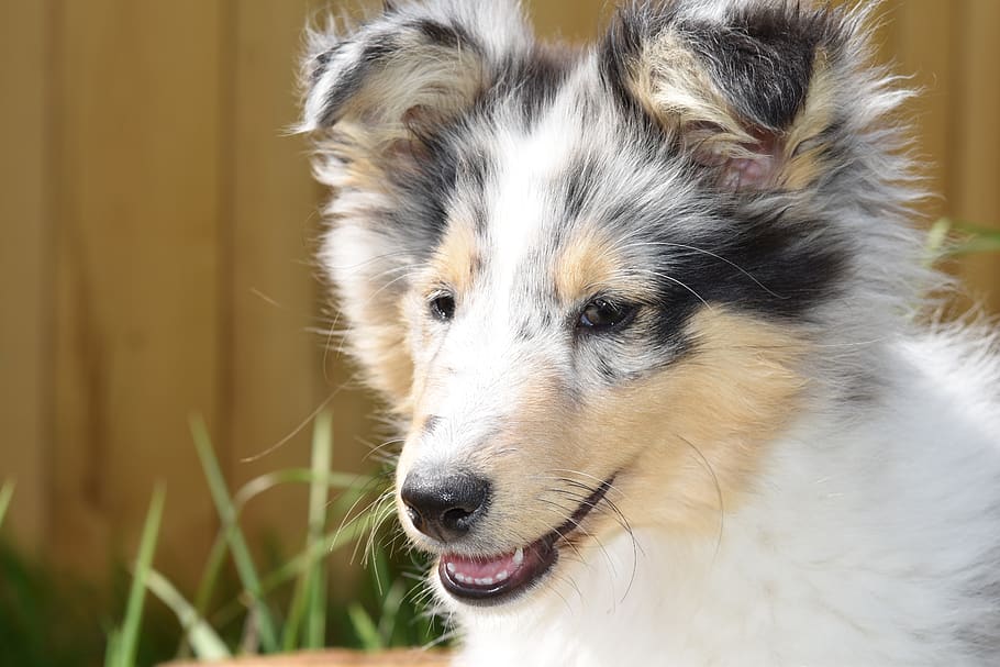 dog, puppy, young female shetland sheepdog, color blue merle, black truffle, ears dog, animal, eye colour hazel, princess bitch, one animal