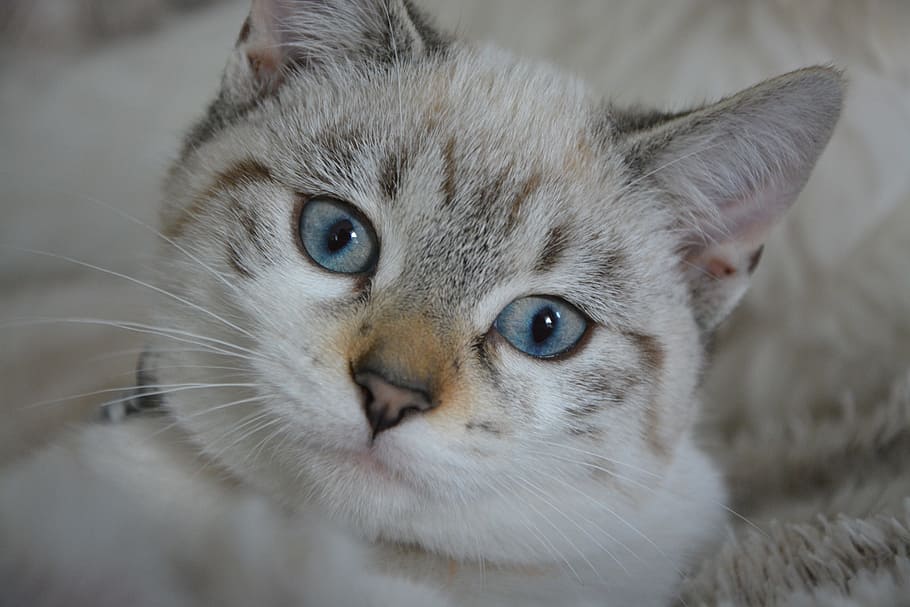 white, brown, cat, kitten, cat eyes, blue eyes, domestic animal, baby kittens, animal, animal themes