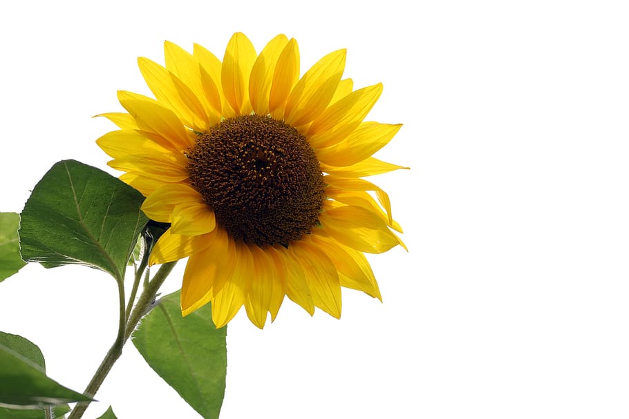 sunflower, autumn, flowers, nature, yellow, plants, colorful, light, petal, garden