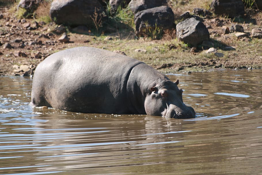 hippo, wildlife, hippopotamus, nature, animal, africa, safari, water, animal themes, animal wildlife