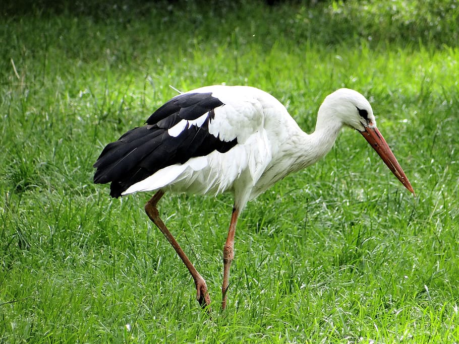 white stork, ciconia ciconia, bird, nature, meadow, field, village, grass, green, socket