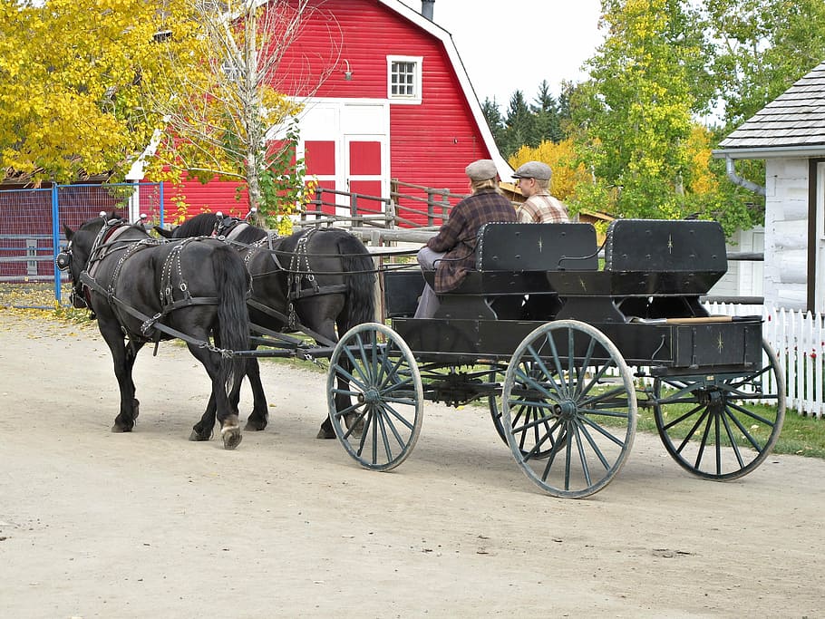 horse carriage, horses, park, alberta, canada, horse, horsedrawn, horse cart, transportation, domestic animals