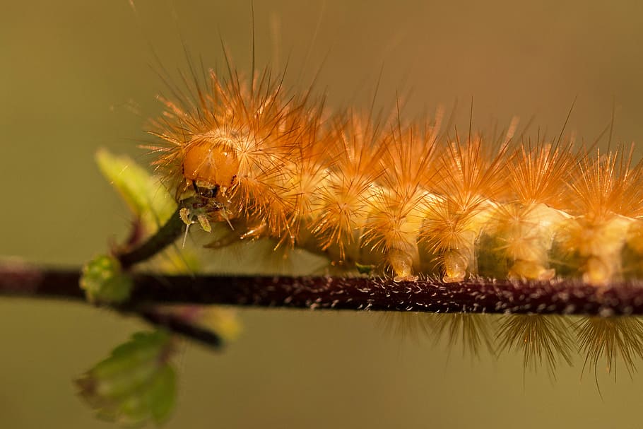 caterpillar, hairy, hair, phragmatobia fuliginosa, bear spinner, macro, close, gold, golden, roadside