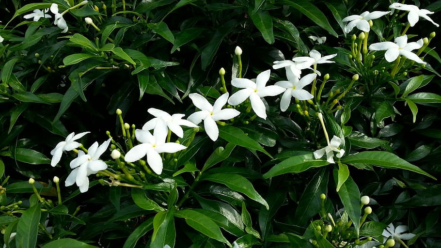close-up photography, 5-petal, 5- petal flowers, White, Flowers, Jasmine, Star, white flowers, jasmine star, flowering
