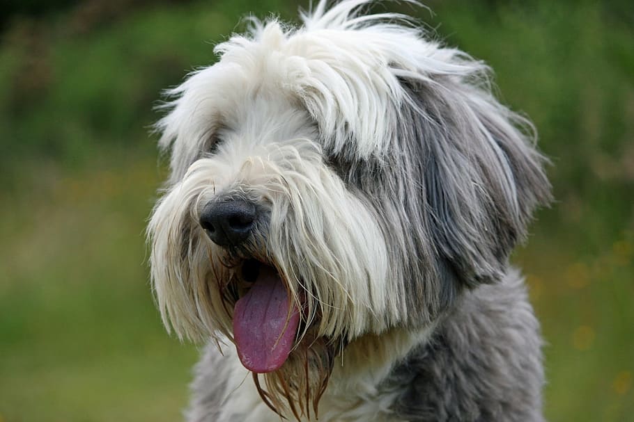 dog, bearded collie, collie, beautiful, animal, face, close-up, portrait, pet, pedigree