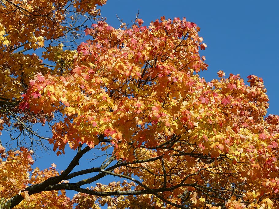 Branch, Tree, Autumn, Maple, autumn tree, fall color, fall foliage, emerge, farbenpracht, acer