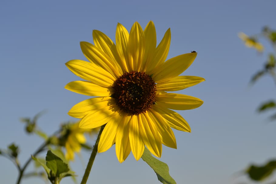 sunflower, flower, solo, blossom, nature, plant, bright, colorful, sunny, pollen