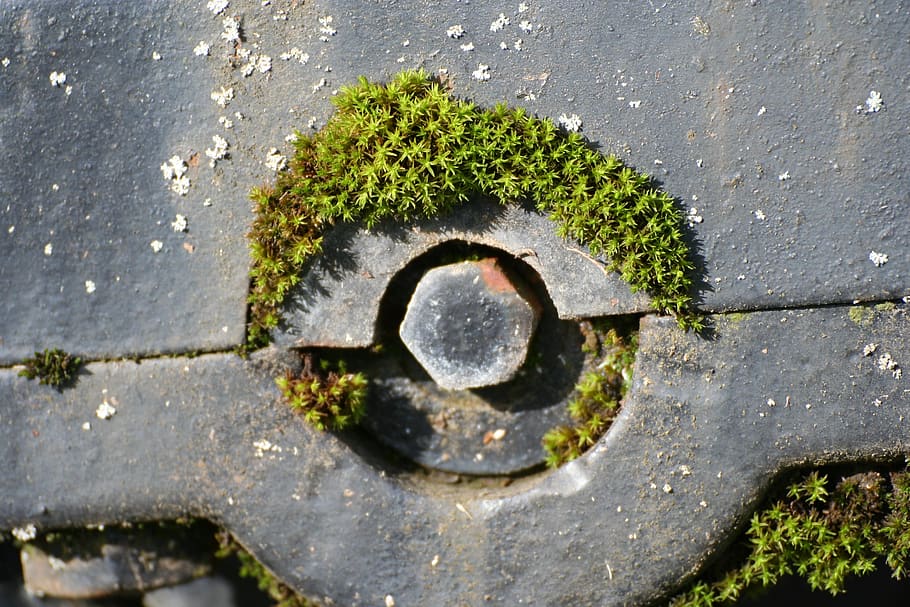 moss, screw, metal, iron, rust, old, weathered, nature, mother, green