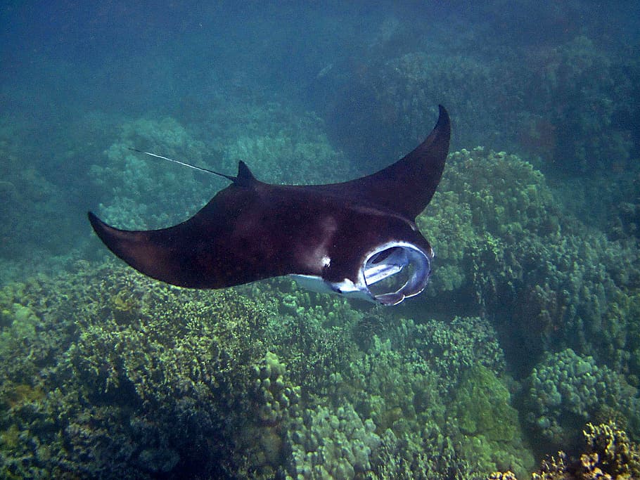 swimming stingray, manta ray, manta, hawaii, ray, underwater, tropical, wild, sea, reef
