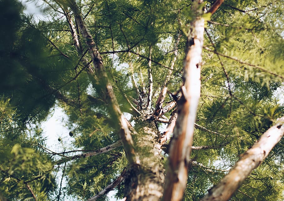 fotografi selektif-fokus, pohon, bawah, pemandangan, hijau, daun, biru, langit, cabang, tanaman