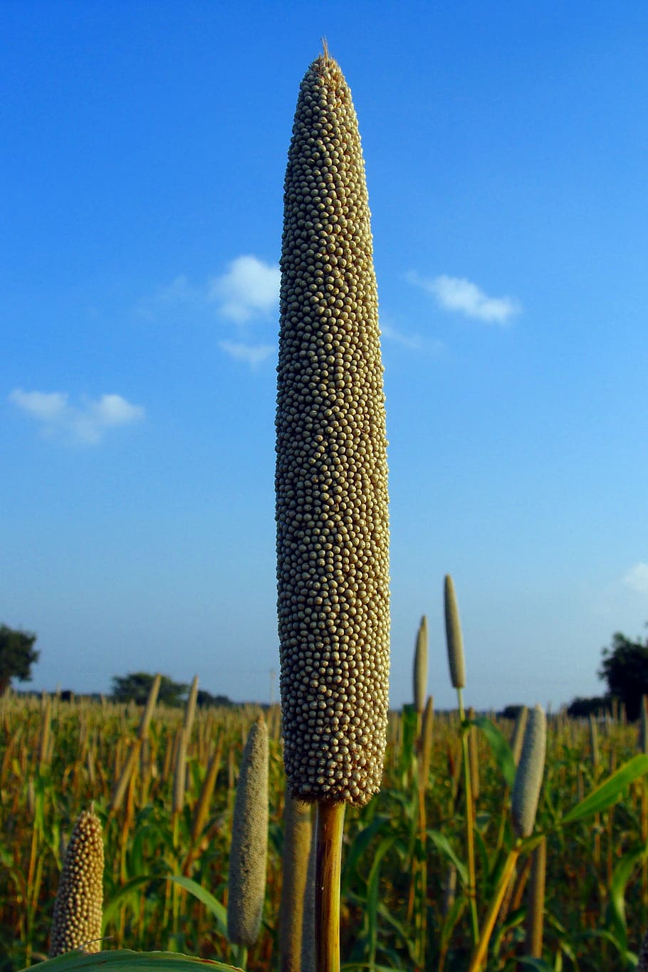pearl millet, bajra, cultivation, lingsugur, raichur, karnataka, india, sky, growth, plant