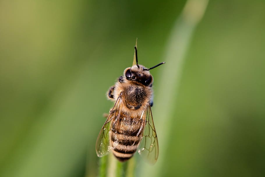 macro photography, beige, bee, piercing, plant, hoverfly, dung fly, syrphidae, nature, insect