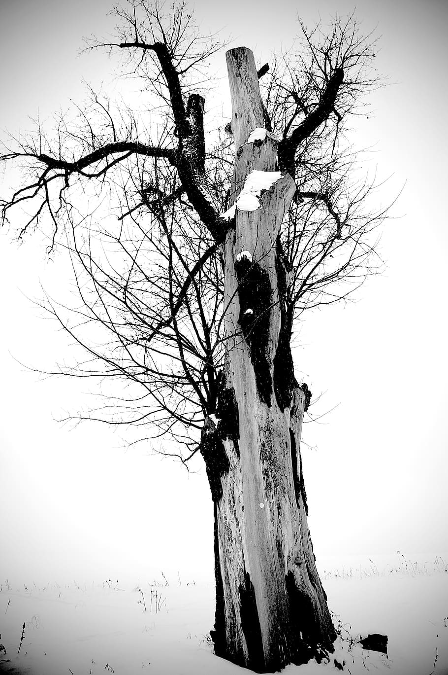 tree, wood, tribe, bark, log, bare tree, sky, tree trunk, trunk, branch